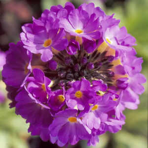 PRIMULA denticulata