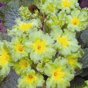 PRIMULA francesca ®