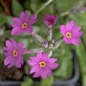 PRIMULA frondosa