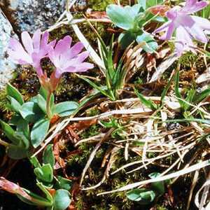 PRIMULA integrifolia