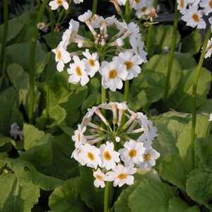 PRIMULA japonica 'Alba'