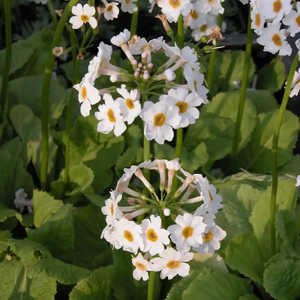 PRIMULA japonica 'Alba'