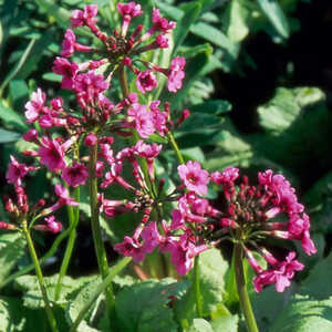 PRIMULA japonica 'Miller's Crimson'