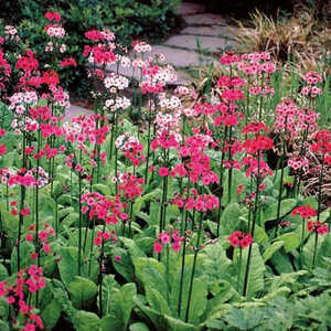 PRIMULA japonica