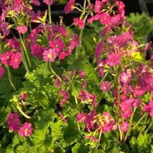 PRIMULA polyneura