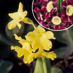 PRIMULA pubescens