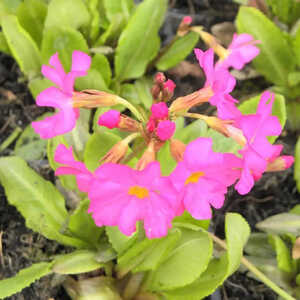 PRIMULA rosea 'Grandiflora'