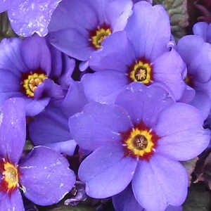 PRIMULA wanda 'Blue Shades'