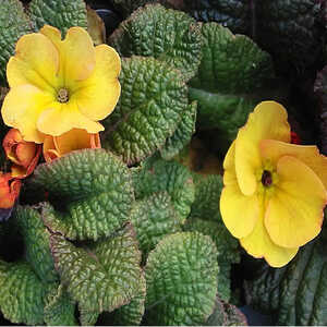 PRIMULA wanda 'Yellow'