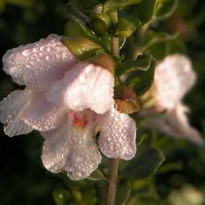 PROSTANTHERA cuneata