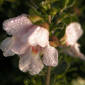 PROSTANTHERA cuneata