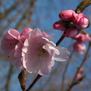 PRUNUS 'Accolade'