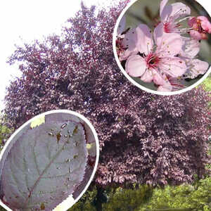 PRUNUS cerasifera 'Nigra'