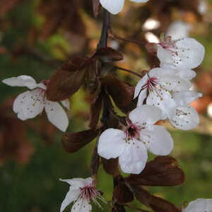 PRUNUS cerasifera 'Pissardii'