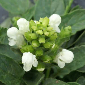 PRUNELLA grandiflora 'Alba'