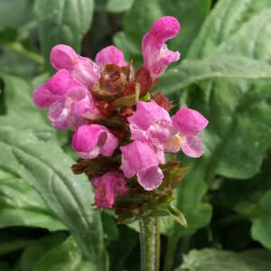 PRUNELLA grandiflora 'Rubra' (P. vulgaris 'Rubra')