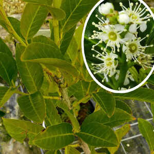 PRUNUS laurocerasus 'Rotundifolia' 100/150