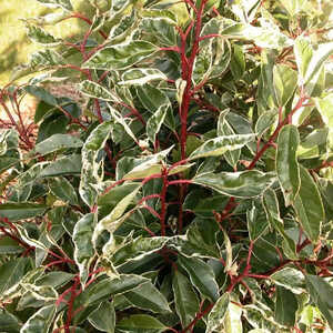 PRUNUS lusitanica 'Variegata'