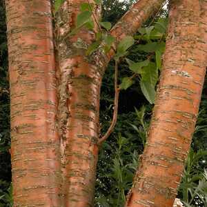 PRUNUS maakii 'Amber Beauty'
