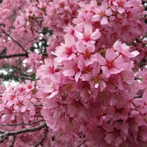 PRUNUS 'Okame'