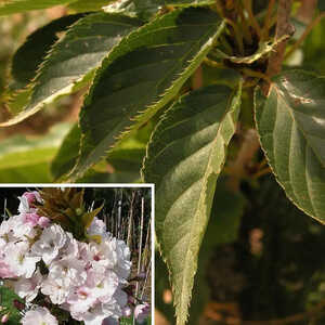 PRUNUS (serrulata) 'Amanogawa'