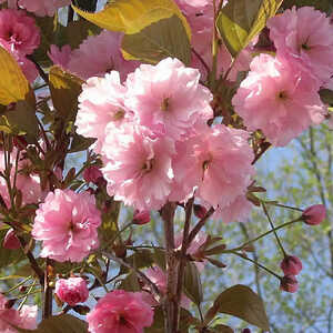 PRUNUS (serrulata) 'Kanzan'