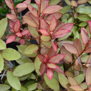 PSEUDOWINTERA colorata 'Mount Congreve'