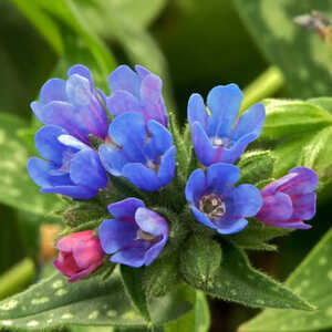 PULMONARIA 'Little Star'