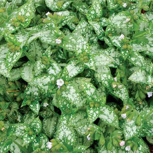 PULMONARIA 'Moonshine'