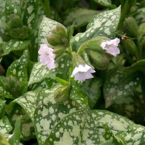 PULMONARIA 'Moonshine'