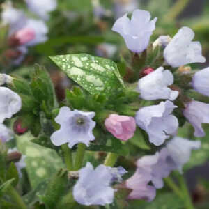 PULMONARIA 'Ocupol' (OPAL)