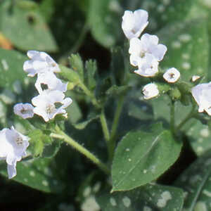 PULMONARIA officinalis 'Sissinghurst White'