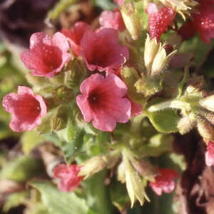 PULMONARIA rubra 'Redstart'