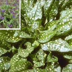 PULMONARIA saccharata 'Mrs Moon'