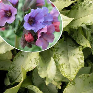 PULMONARIA 'Silver Bouquet'