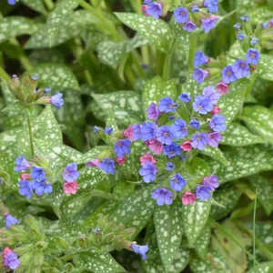 PULMONARIA 'Trevi Fountain'