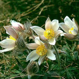 PULSATILLA vernalis