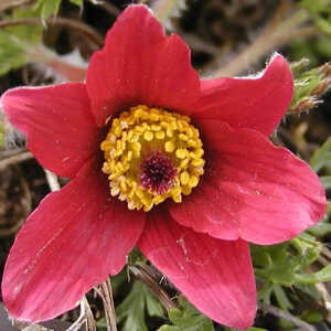 PULSATILLA vulgaris 'Rubra'