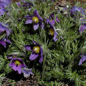 PULSATILLA vulgaris