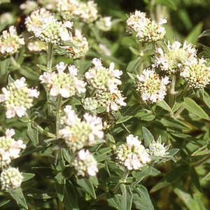 PYCNANTHEMUM pilosum