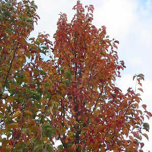 PYRUS calleryana 'Chanticleer'