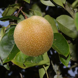 PYRUS pyrifolia 'Hosui' (NASHI)