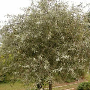 PYRUS salicifolia 'Pendula'