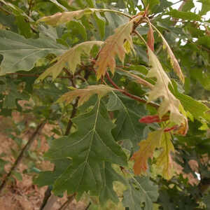 QUERCUS coccinea