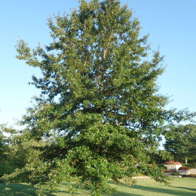 QUERCUS imbricaria
