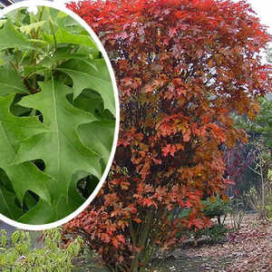 QUERCUS palustris 'Isabel'