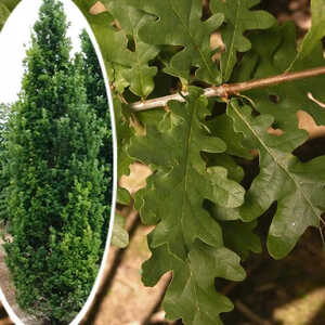 QUERCUS robur 'Fastigiata'