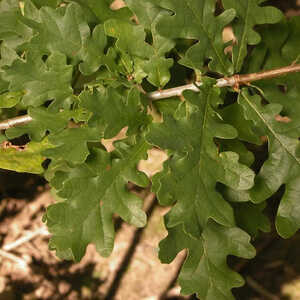 QUERCUS robur