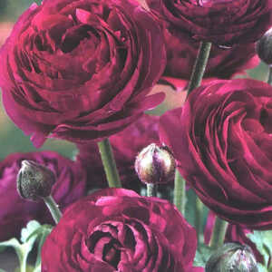 RANUNCULUS 'Pauline Violet'