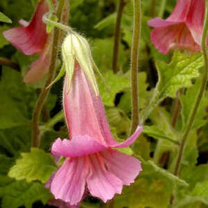 REHMANNIA elata